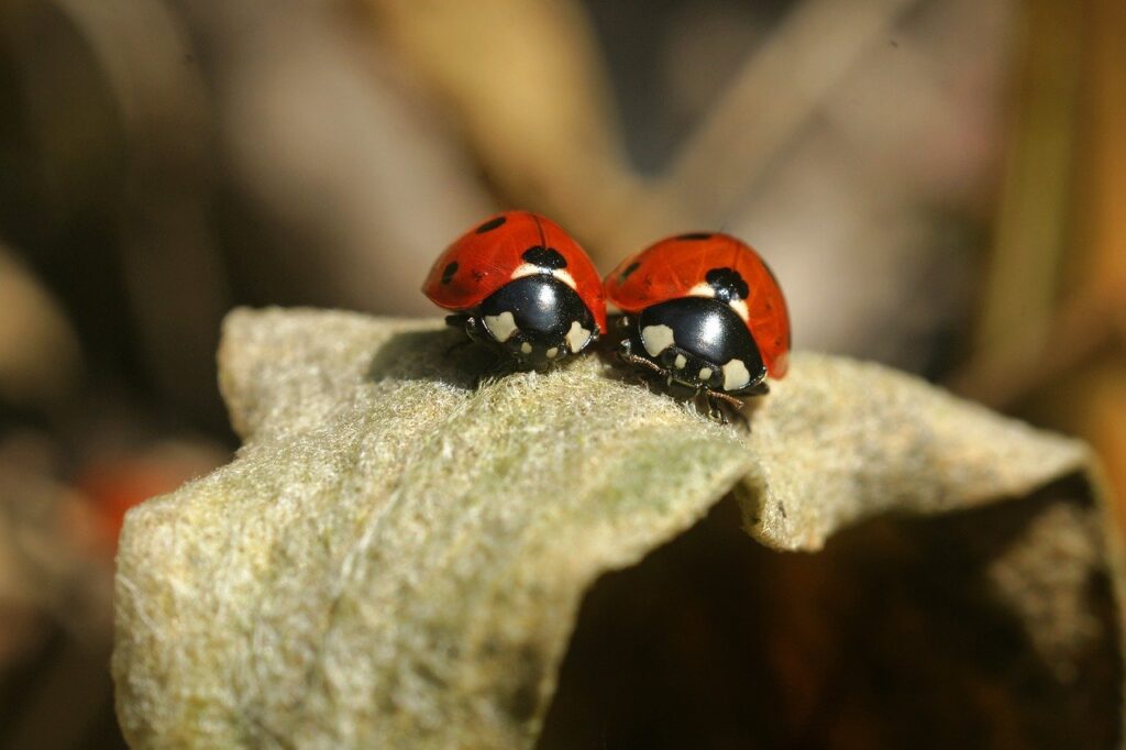 lady bug, ladybug, insect